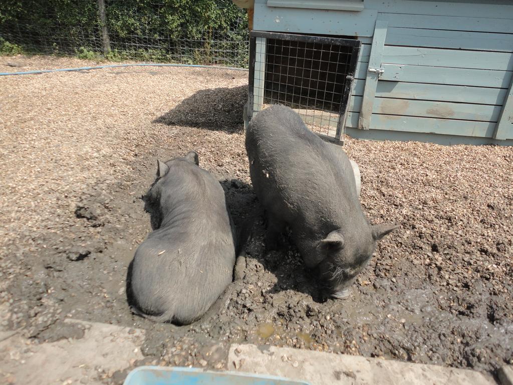 Willow Court Farm Studio South & Petting Farm, 8 Mins From Legoland & Windsor, 15 Mins From Lapland Uk المظهر الخارجي الصورة