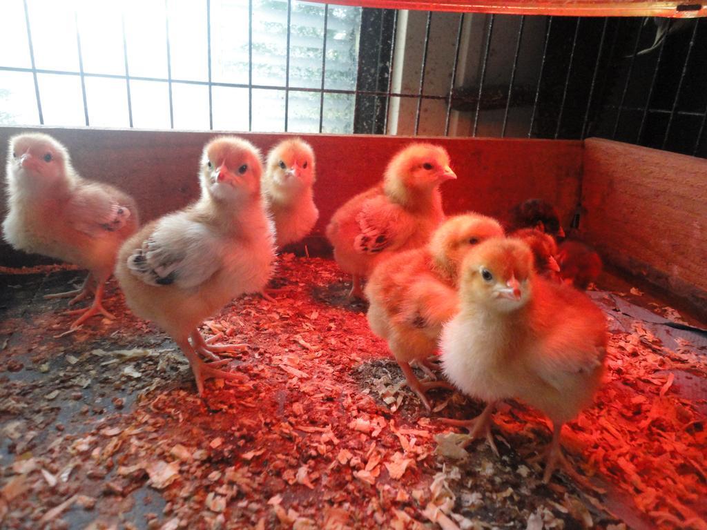 Willow Court Farm Studio South & Petting Farm, 8 Mins From Legoland & Windsor, 15 Mins From Lapland Uk المظهر الخارجي الصورة