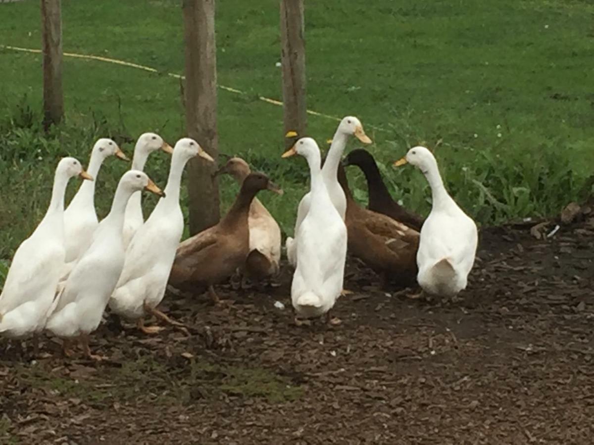 Willow Court Farm Studio South & Petting Farm, 8 Mins From Legoland & Windsor, 15 Mins From Lapland Uk المظهر الخارجي الصورة