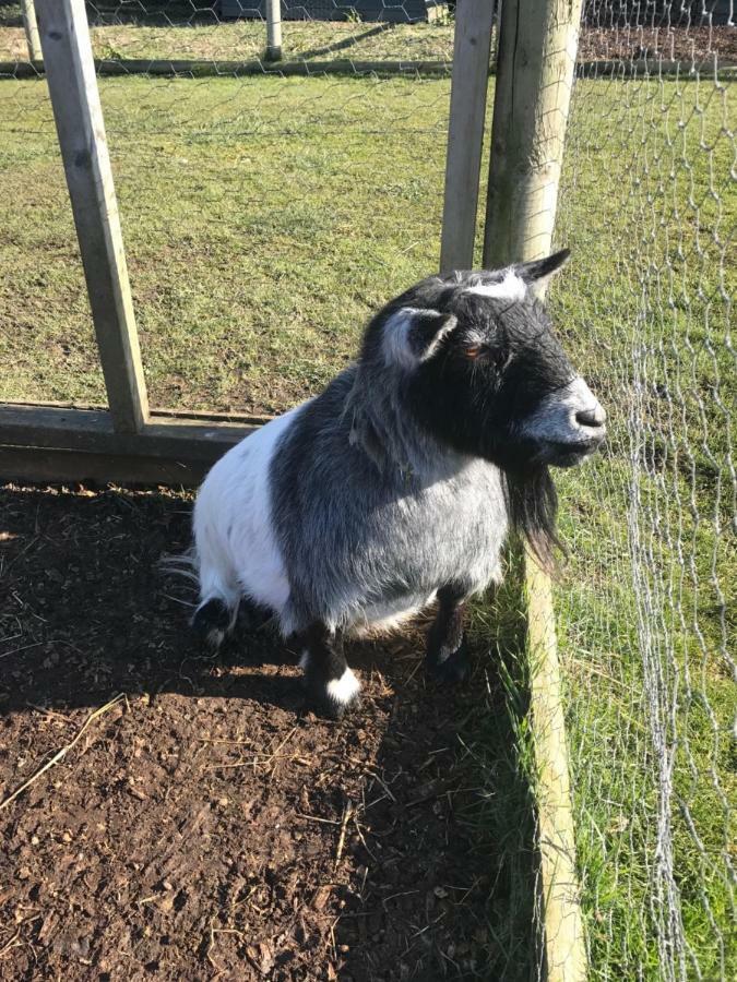 Willow Court Farm Studio South & Petting Farm, 8 Mins From Legoland & Windsor, 15 Mins From Lapland Uk المظهر الخارجي الصورة