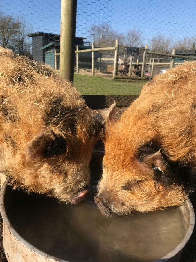 Willow Court Farm Studio South & Petting Farm, 8 Mins From Legoland & Windsor, 15 Mins From Lapland Uk المظهر الخارجي الصورة