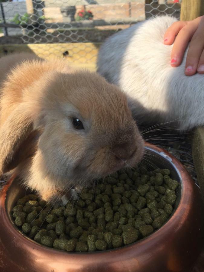 Willow Court Farm Studio South & Petting Farm, 8 Mins From Legoland & Windsor, 15 Mins From Lapland Uk المظهر الخارجي الصورة