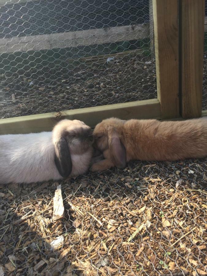 Willow Court Farm Studio South & Petting Farm, 8 Mins From Legoland & Windsor, 15 Mins From Lapland Uk المظهر الخارجي الصورة