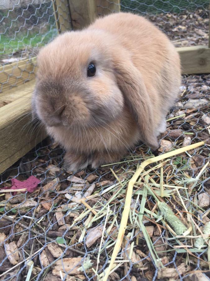 Willow Court Farm Studio South & Petting Farm, 8 Mins From Legoland & Windsor, 15 Mins From Lapland Uk المظهر الخارجي الصورة