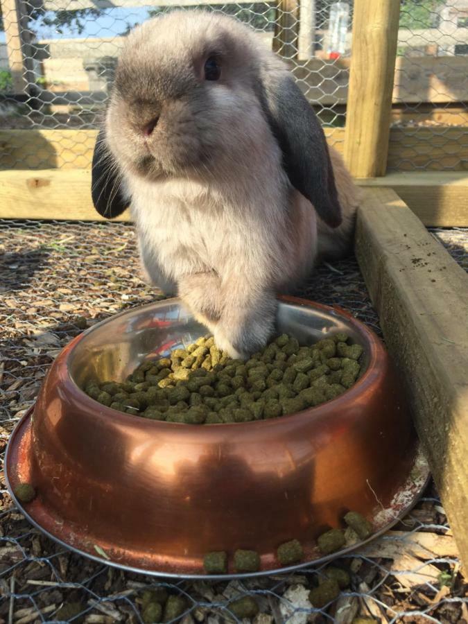 Willow Court Farm Studio South & Petting Farm, 8 Mins From Legoland & Windsor, 15 Mins From Lapland Uk المظهر الخارجي الصورة
