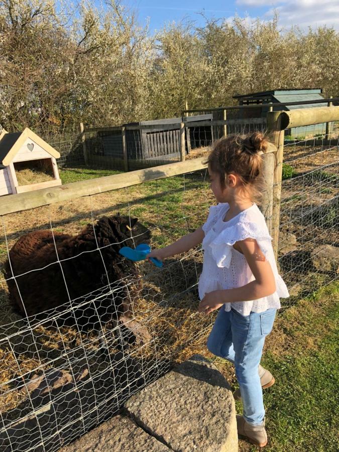 Willow Court Farm Studio South & Petting Farm, 8 Mins From Legoland & Windsor, 15 Mins From Lapland Uk المظهر الخارجي الصورة